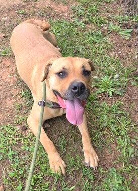 Enlarge Echo, a Adoptable Hound in Carrollton, GA image 3/3
