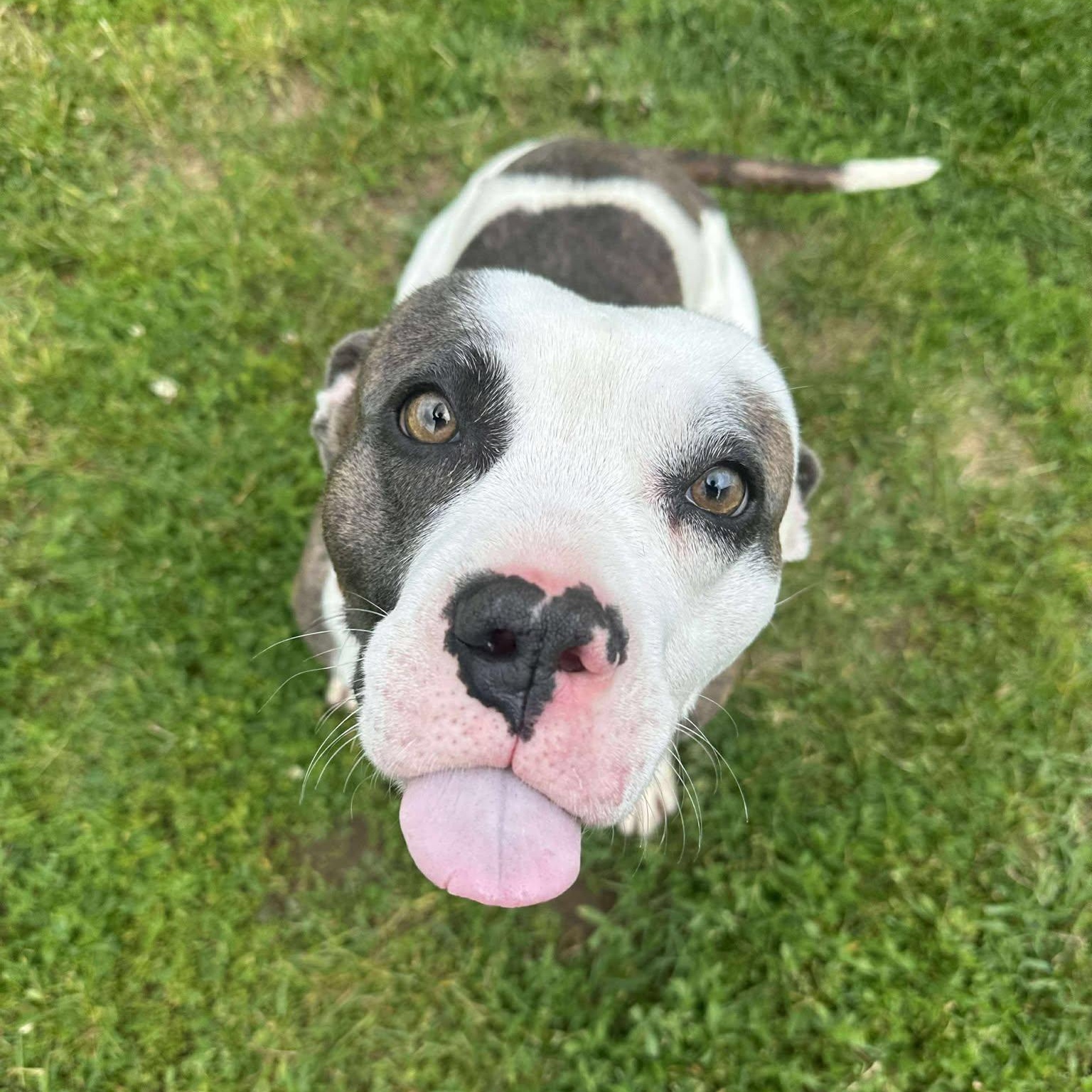 Enlarge Finnegan, an adoptable Staffordshire Bull Terrier in Valparaiso, IN image 3/4