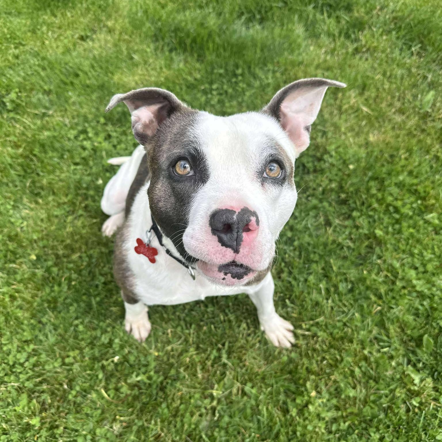 Enlarge Finnegan, an adoptable Staffordshire Bull Terrier in Valparaiso, IN image 4/4