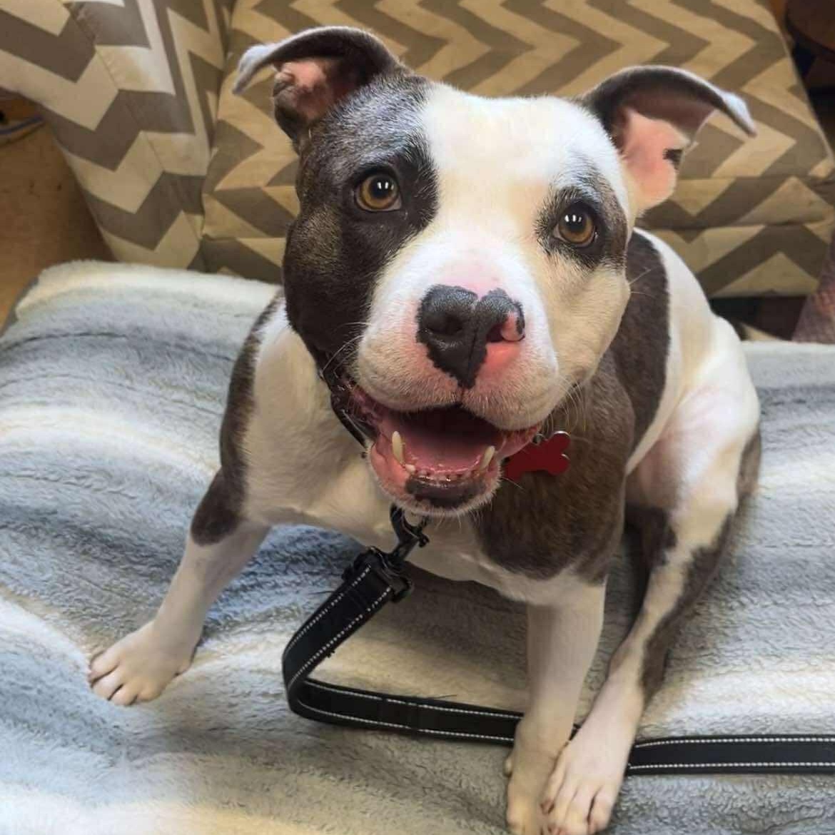 Finnegan, adoptable, Young Male Staffordshire Bull Terrier.