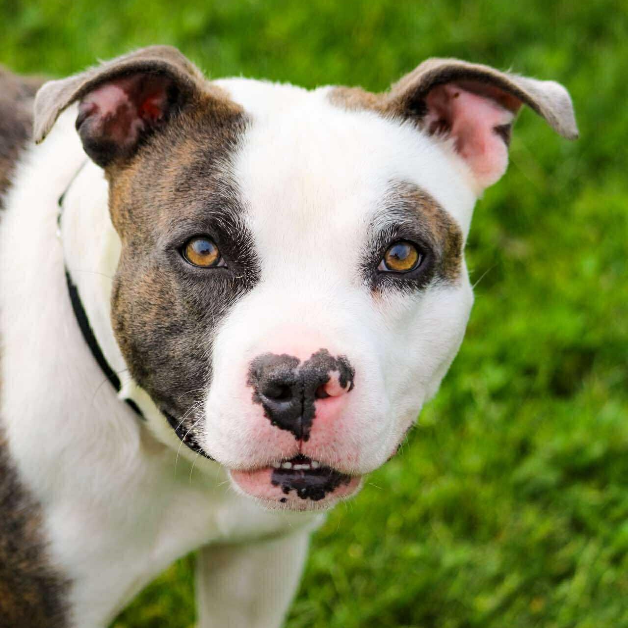 Enlarge Finnegan, an adoptable Staffordshire Bull Terrier in Valparaiso, IN image 2/4