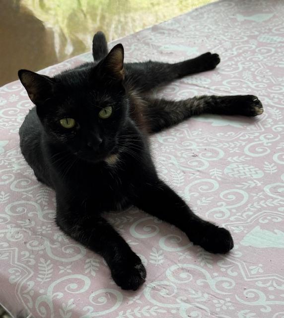 Enlarge Remoulade (Remmie), a ADOPTABLE mixed breed in Mayfield, NY image 3/4
