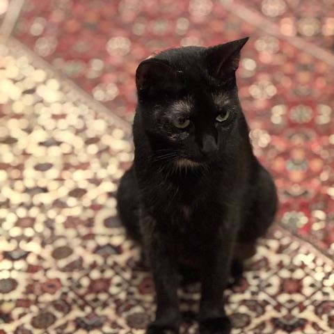 Enlarge Remoulade (Remmie), a ADOPTABLE mixed breed in Mayfield, NY image 4/4