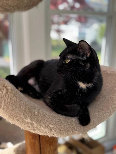 Enlarge Remoulade (Remmie), a ADOPTABLE mixed breed in Mayfield, NY image 1/4