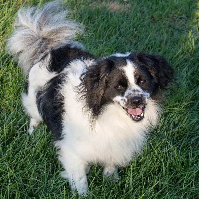 OREO, Adoptable, Adult Male Border Collie & Mixed Breed.
