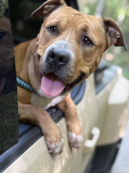 Bob, Adoptable, Adult Male Pit Bull Terrier.