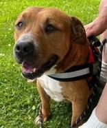 Enlarge Bob, a Adoptable Pit Bull Terrier in Blue Ridge, GA image 2/6