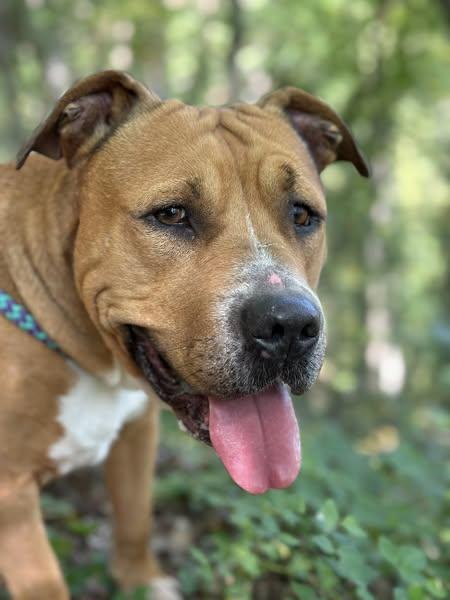 Enlarge Bob, a Adoptable Pit Bull Terrier in Blue Ridge, GA image 3/6