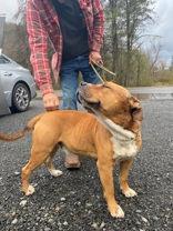Enlarge Bob, a Adoptable Pit Bull Terrier in Blue Ridge, GA image 5/6