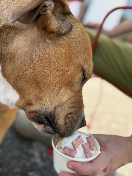 Enlarge Bob, a Adoptable Pit Bull Terrier in Blue Ridge, GA image 6/6