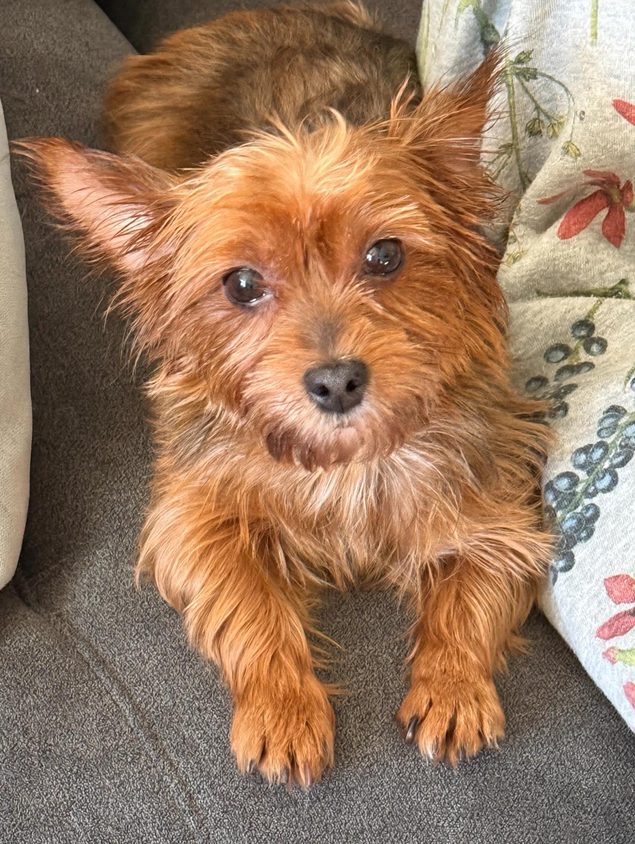 Moe, Adoptable, Adult Female Yorkshire Terrier.