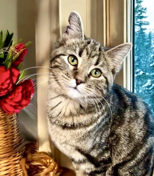 Snickerdoodle, ADOPTABLE, Kitten Female Tabby.