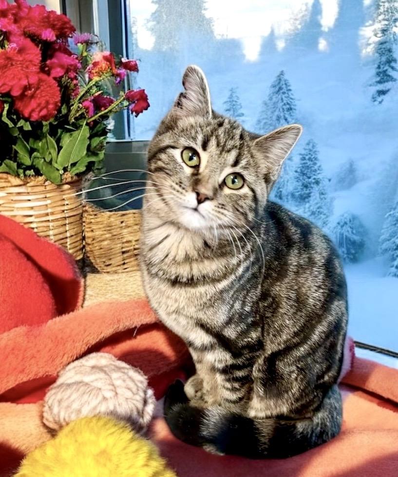 Enlarge Snickerdoodle, a ADOPTABLE Tabby in Perry, IA image 2/2