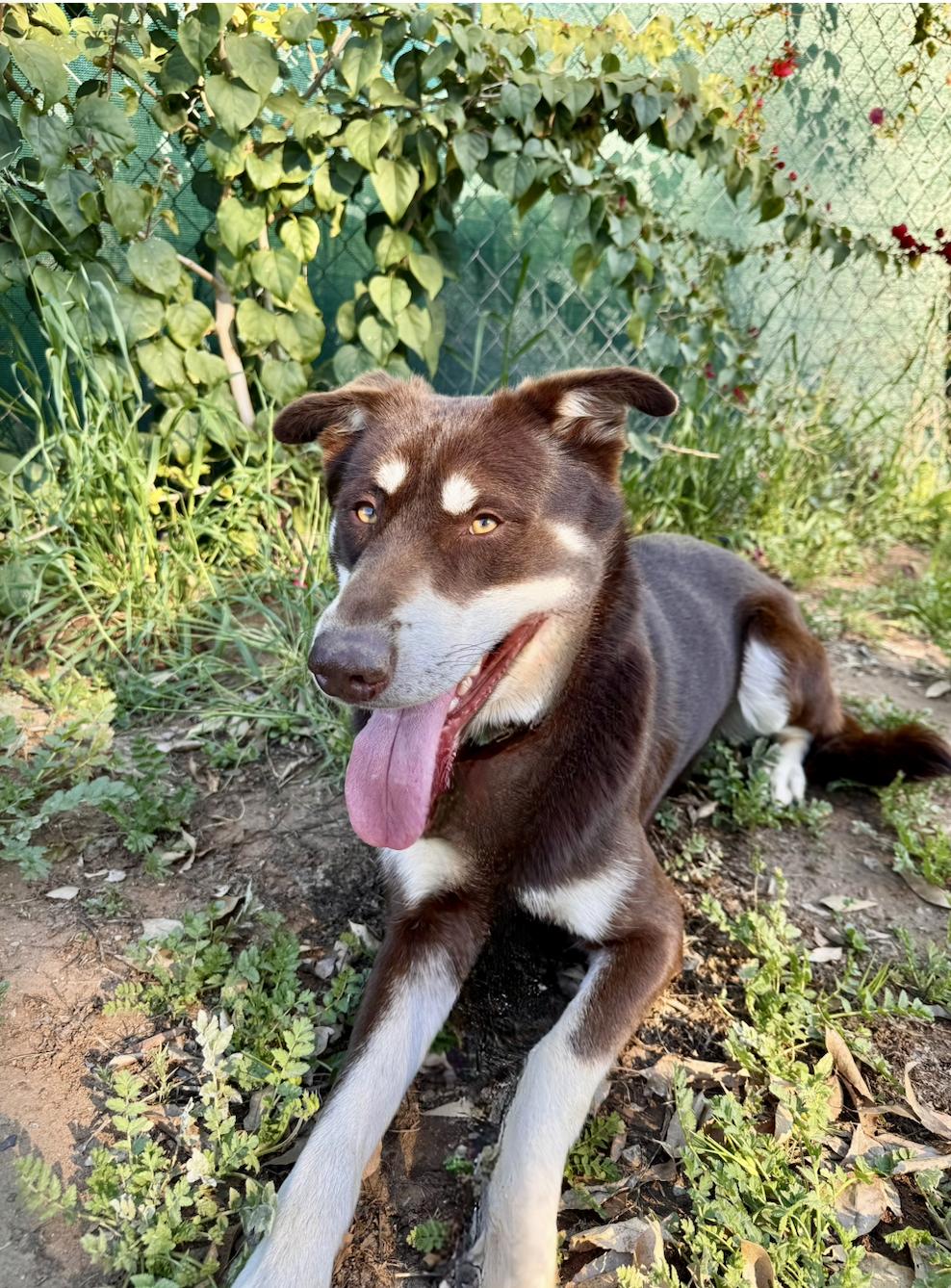 Rowdy, a Adoptable mixed breed in San Diego, CA image 5/6