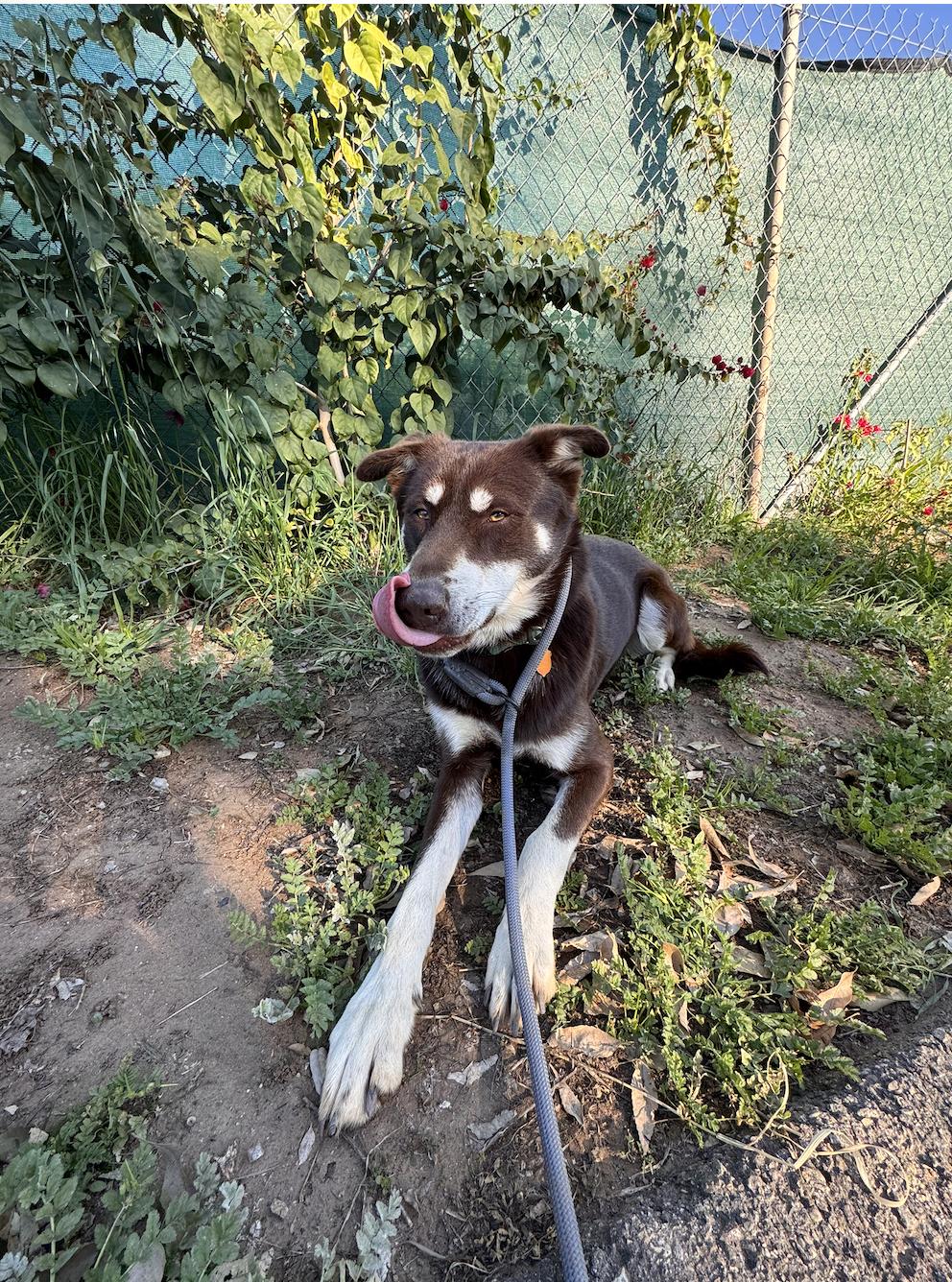 Rowdy, a Adoptable mixed breed in San Diego, CA image 6/6