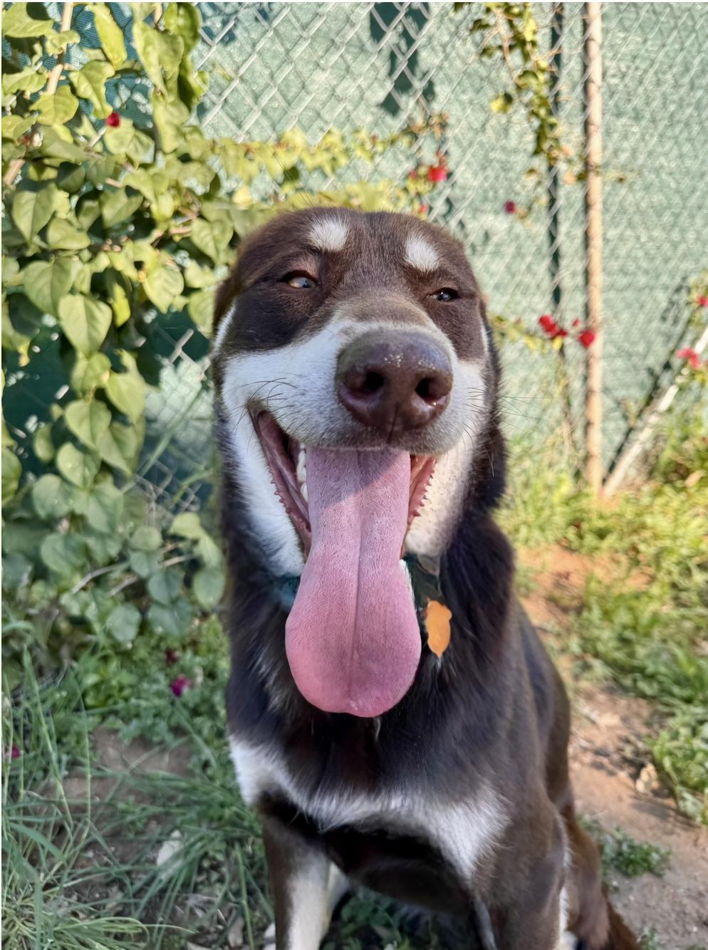Rowdy, a Adoptable mixed breed in San Diego, CA image 2/6