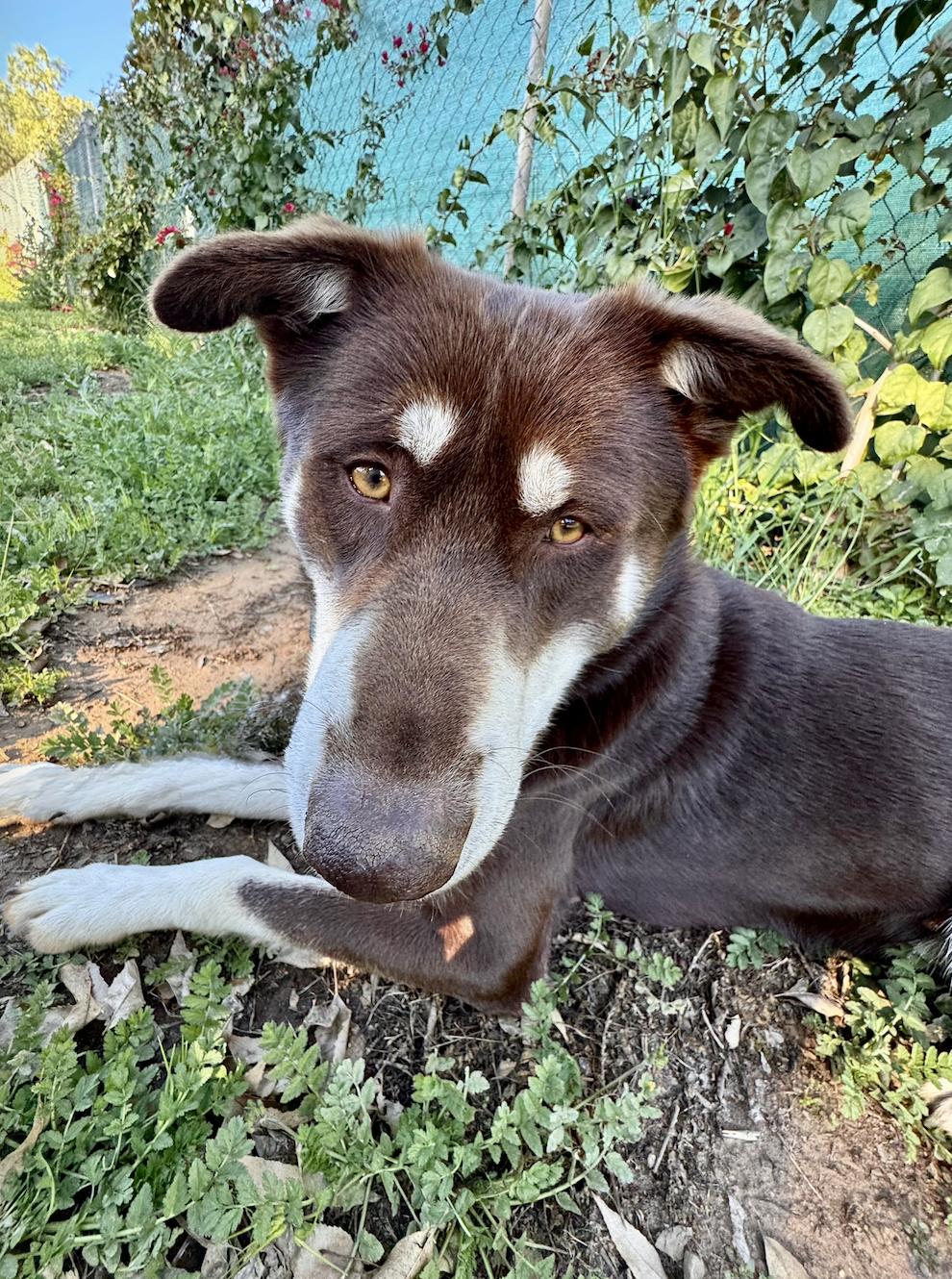 Rowdy, a Adoptable mixed breed in San Diego, CA image 3/6