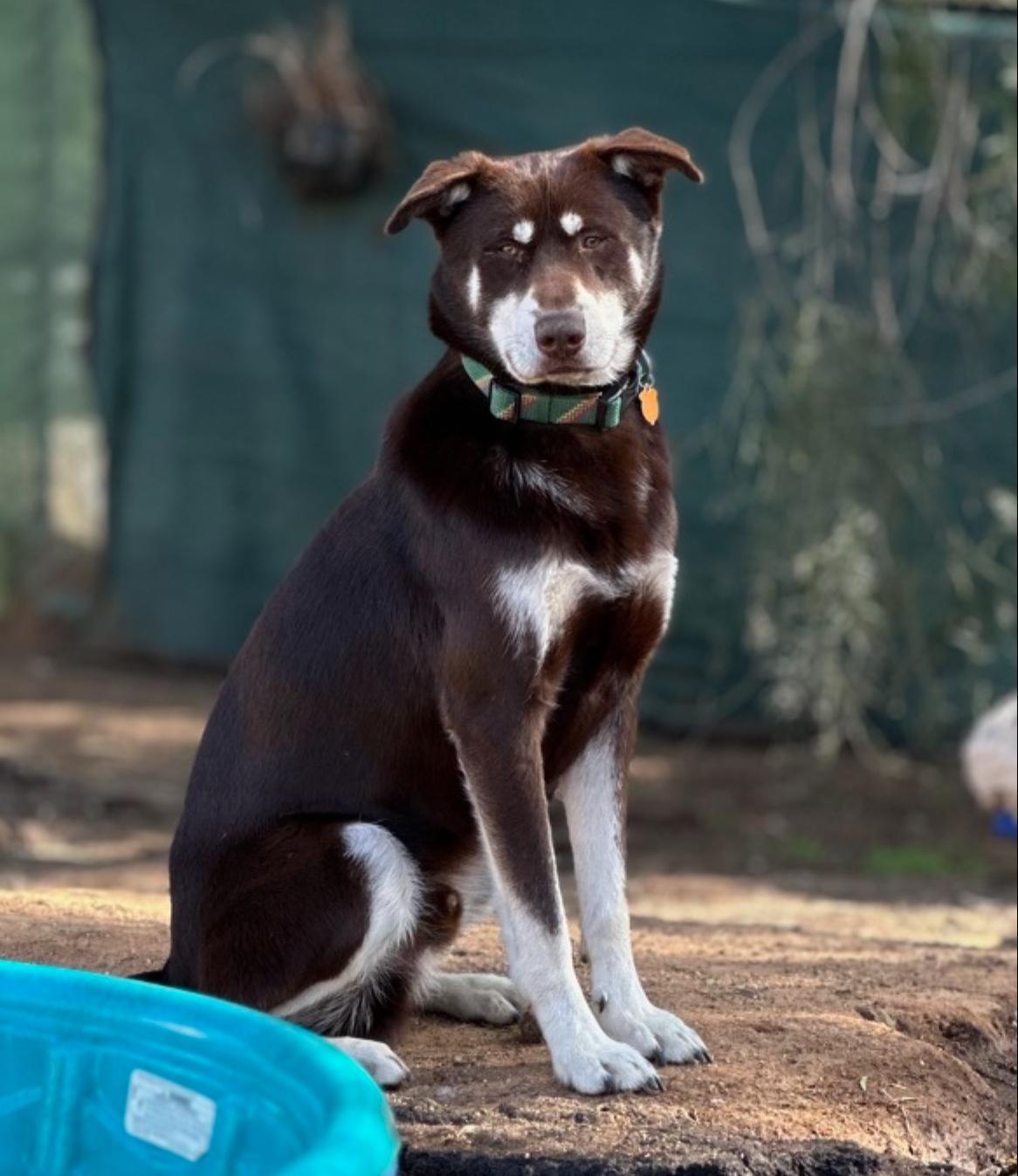 Rowdy, Adoptable, Young Male Husky.