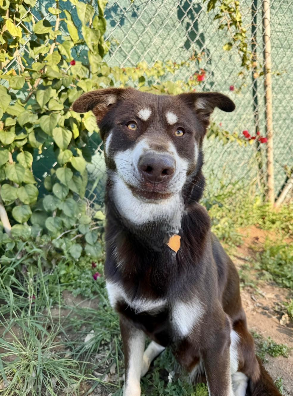 Rowdy, a Adoptable mixed breed in San Diego, CA image 4/6