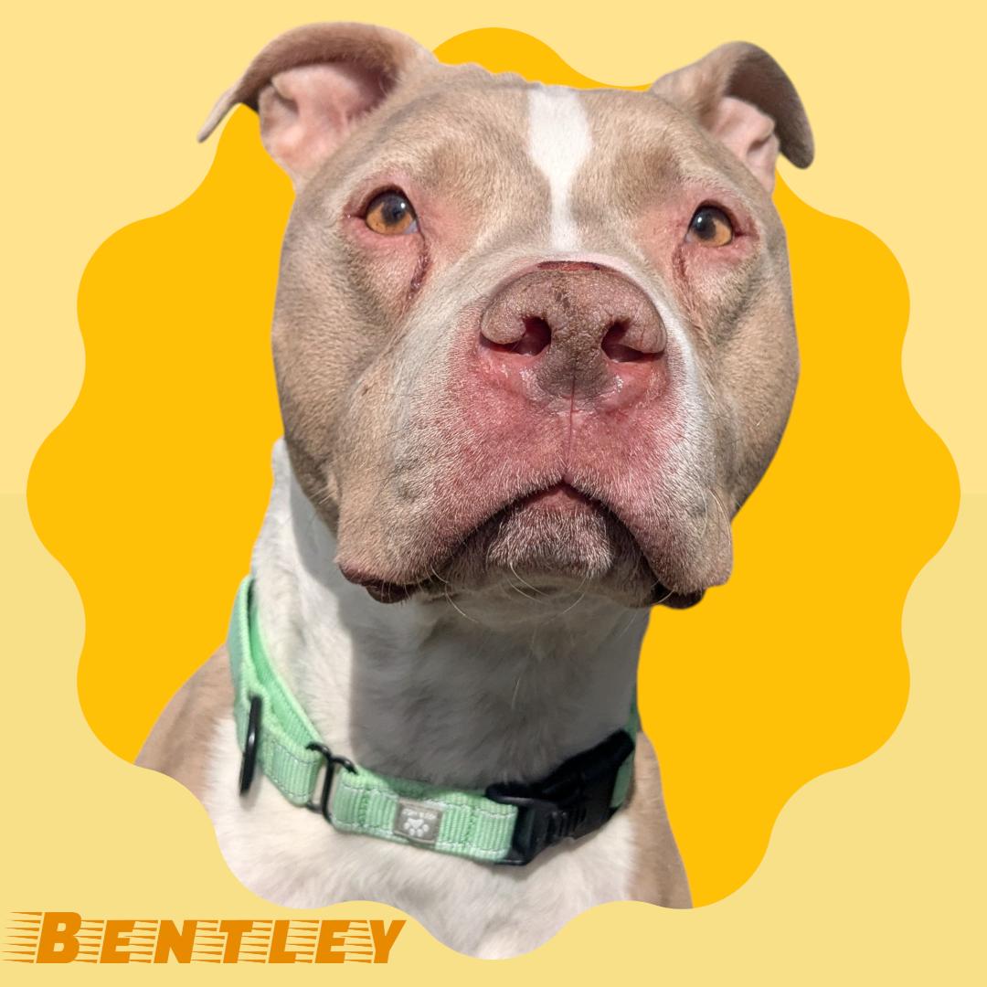 Bentley, ADOPTABLE, Adult Male Pit Bull Terrier.