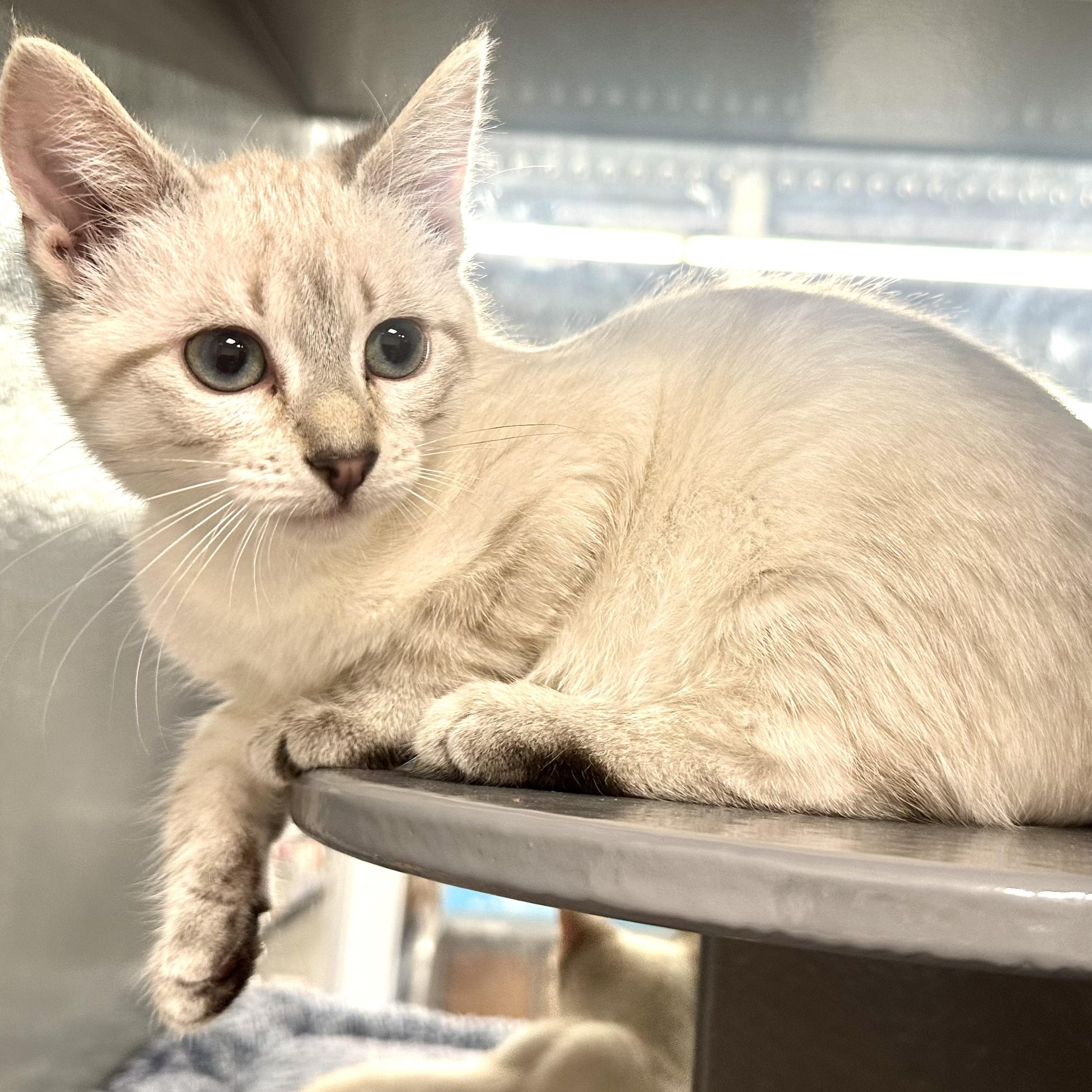 Trout, adopted, Kitten Female Siamese & Oriental Short Hair.
