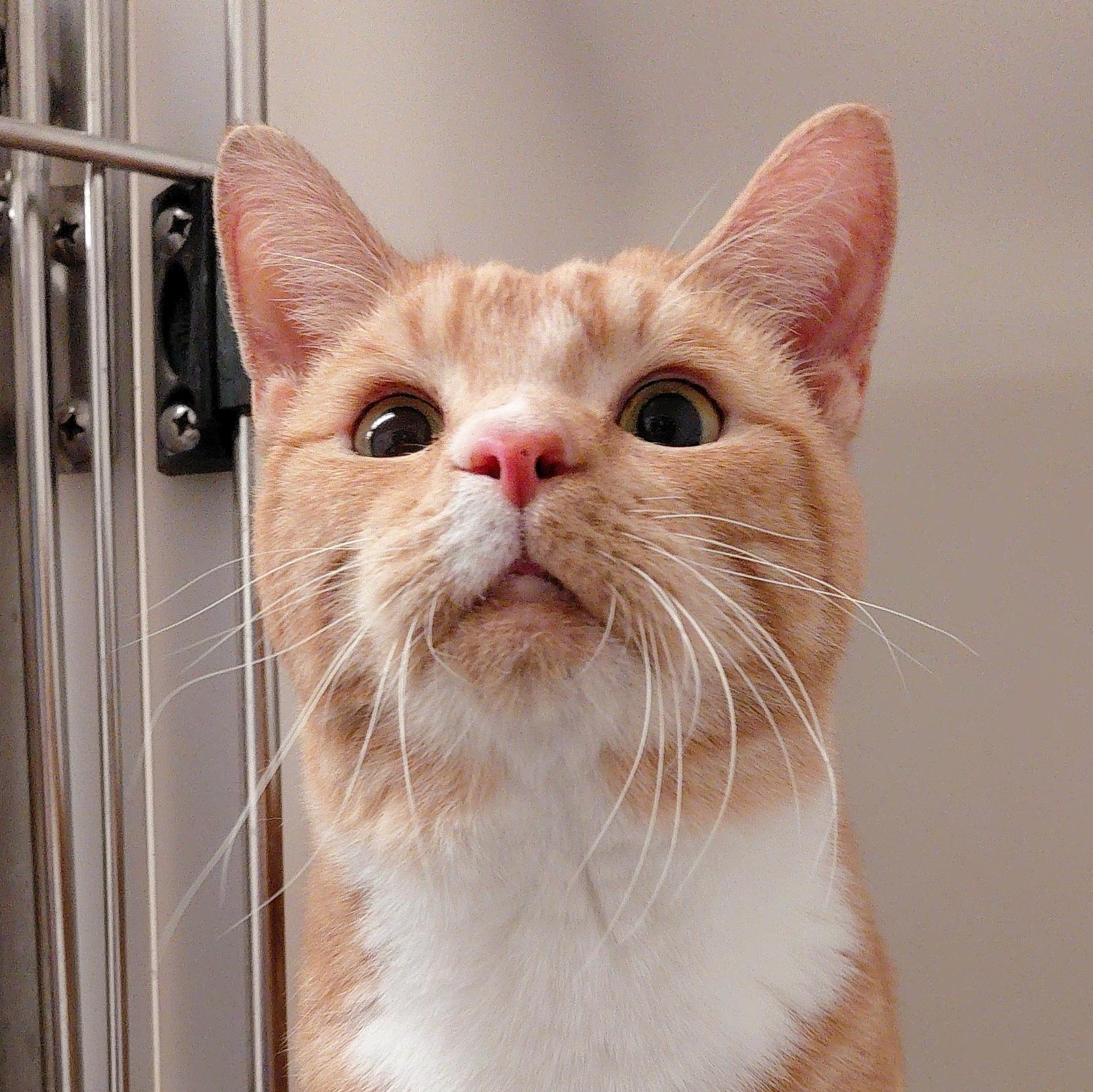 Khan, ADOPTABLE, Adult Male Domestic Short Hair.