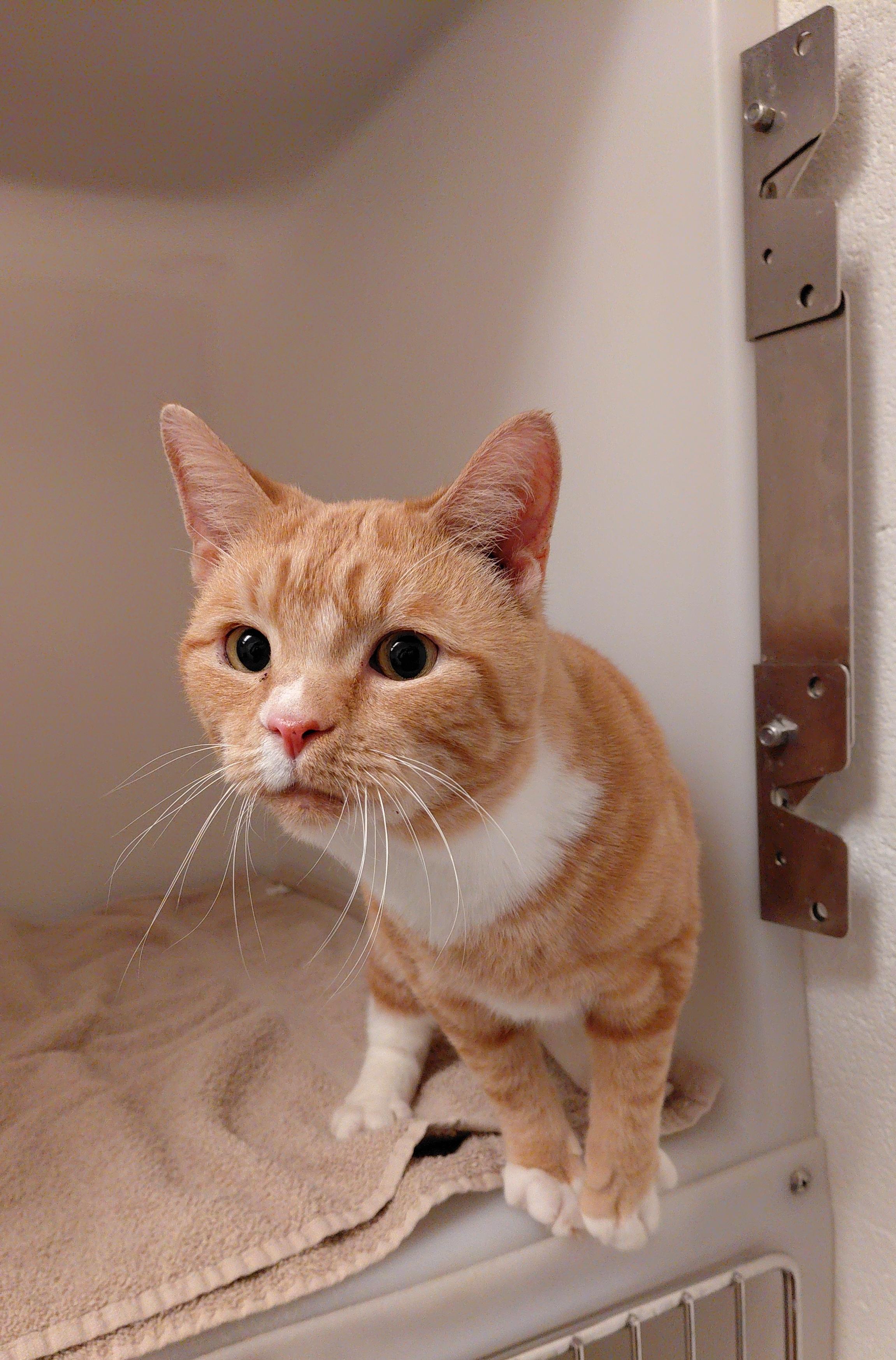 Enlarge Khan, a ADOPTABLE Domestic Short Hair in Stanley, VA image 2/5