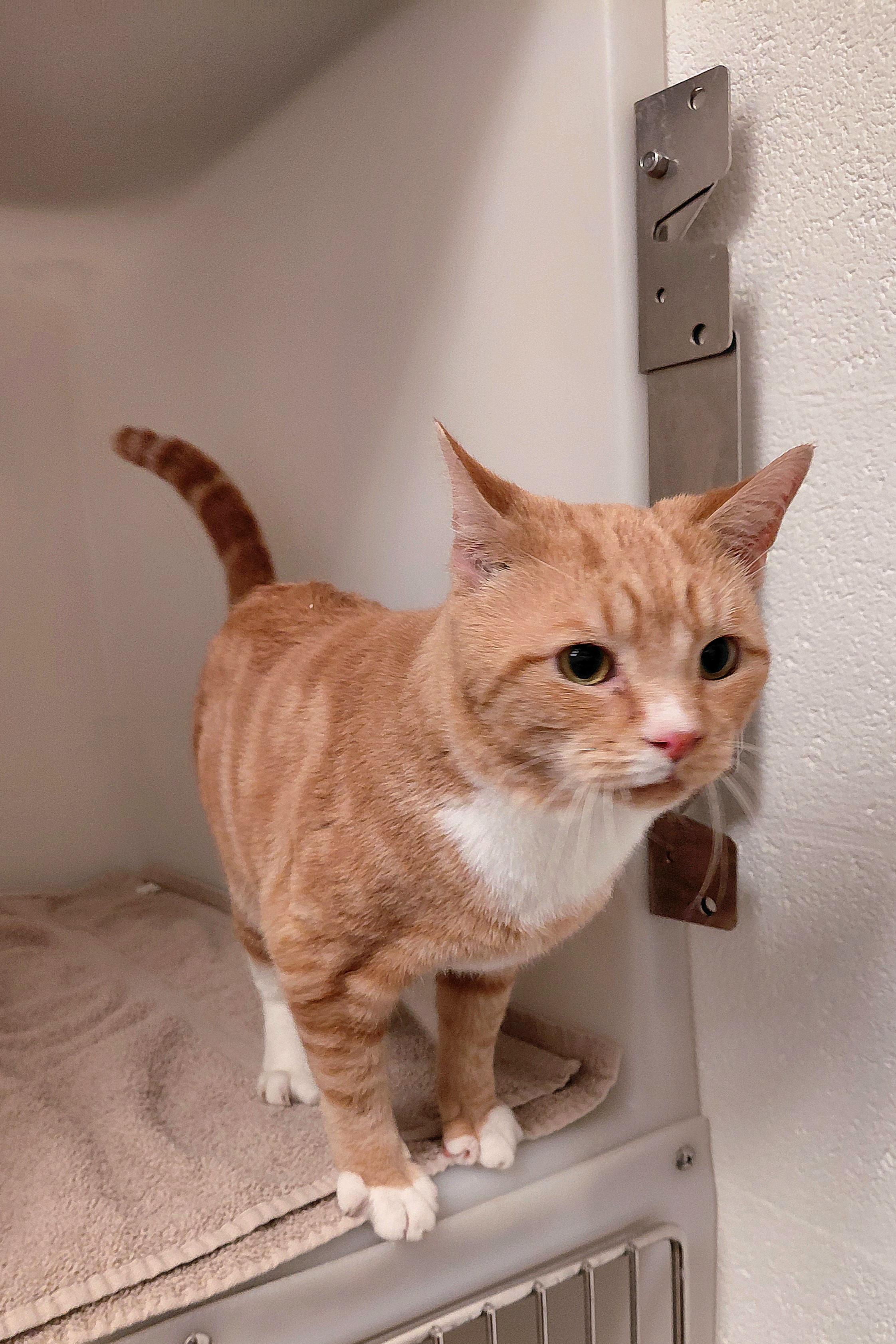 Enlarge Khan, a ADOPTABLE Domestic Short Hair in Stanley, VA image 3/5