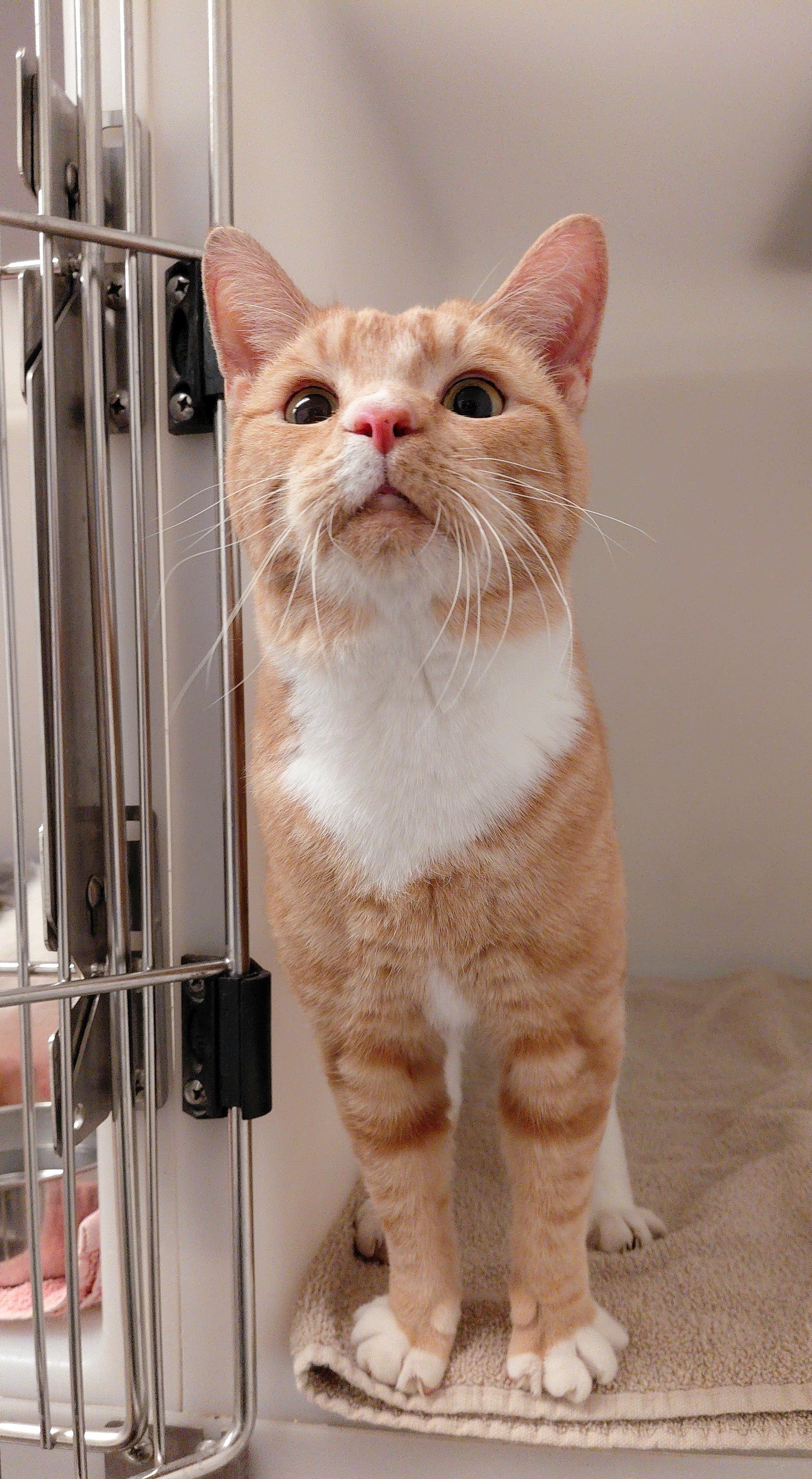 Enlarge Khan, a ADOPTABLE Domestic Short Hair in Stanley, VA image 4/5