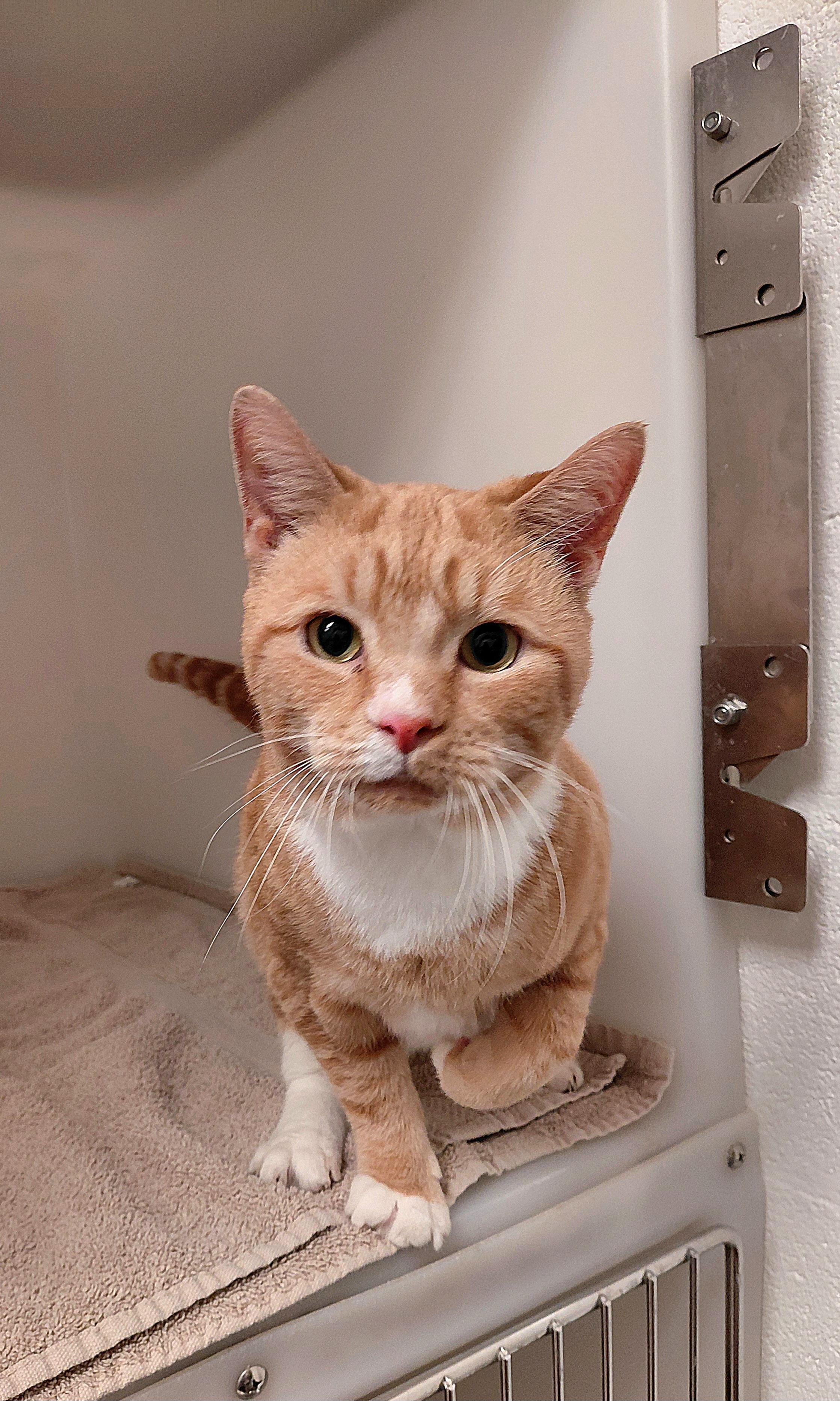 Enlarge Khan, a ADOPTABLE Domestic Short Hair in Stanley, VA image 5/5