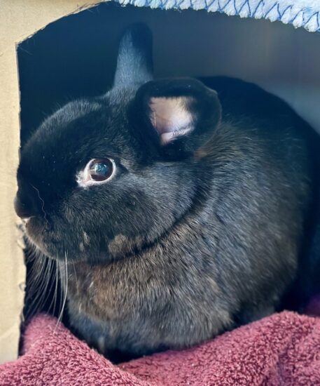 Camilla, Adult Female Havana