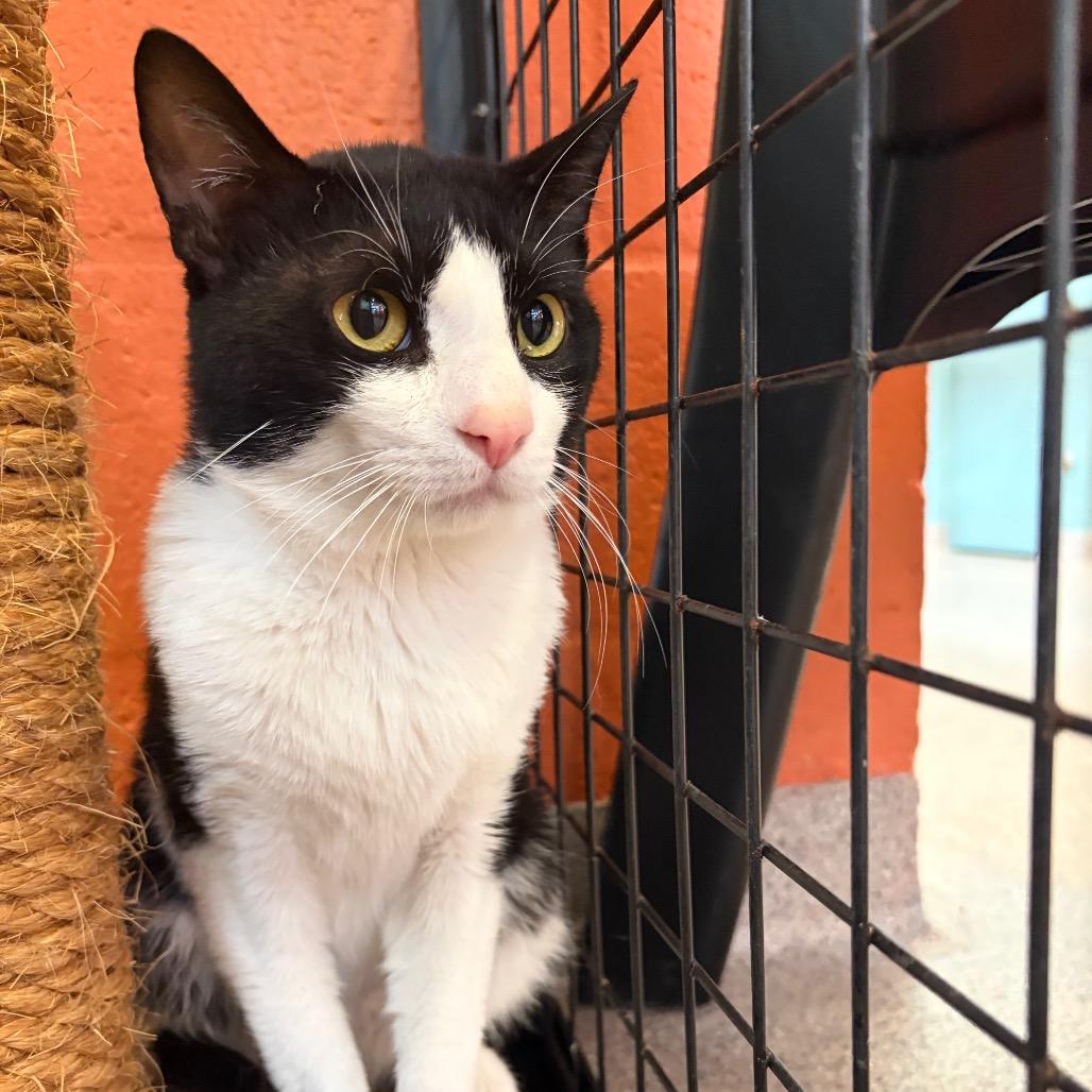 Enlarge Oreo, a Adoptable Domestic Short Hair in Sarasota, FL image 1/1