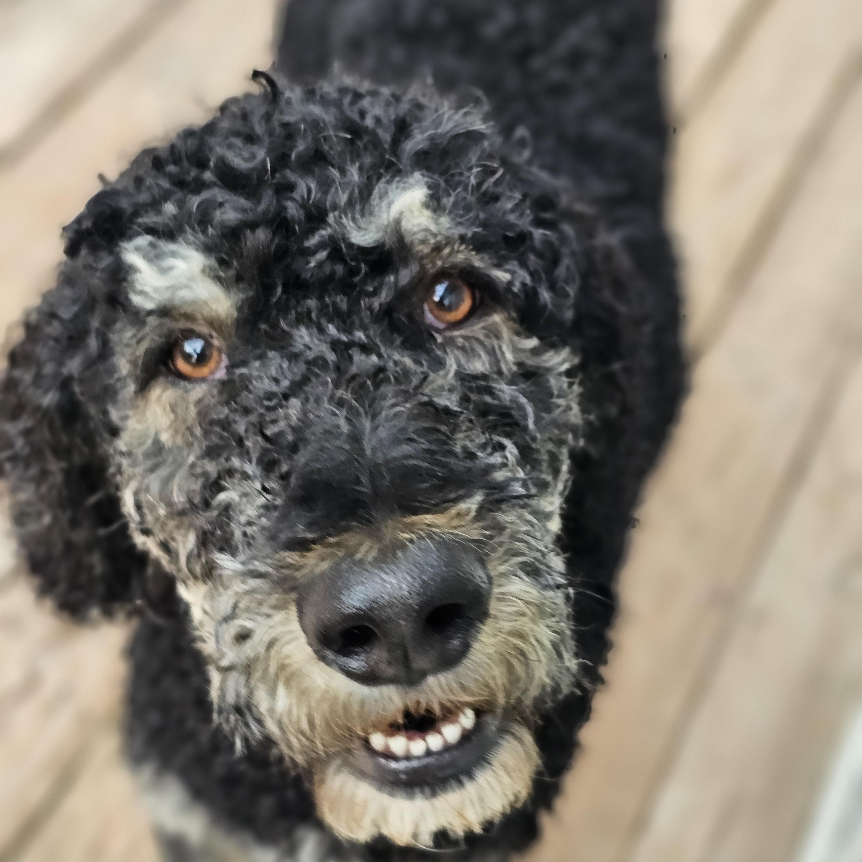 Enlarge Dutch, a ADOPTABLE Standard Poodle in O Fallon, IL image 4/6