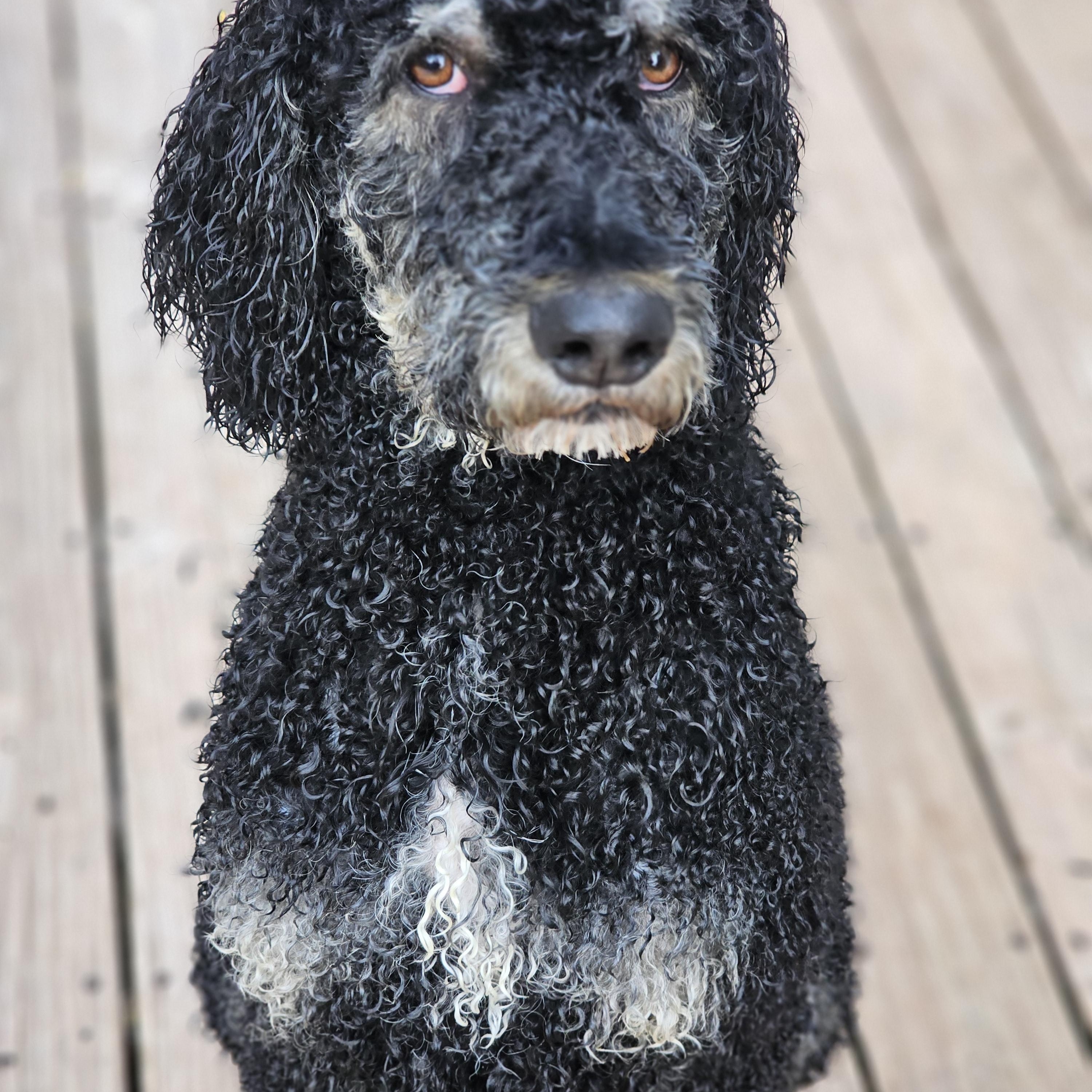 Dutch, ADOPTABLE, Adult Male Standard Poodle.