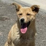 Enlarge River, a ADOPTABLE Mixed Breed in Chino valley, AZ image 1/1