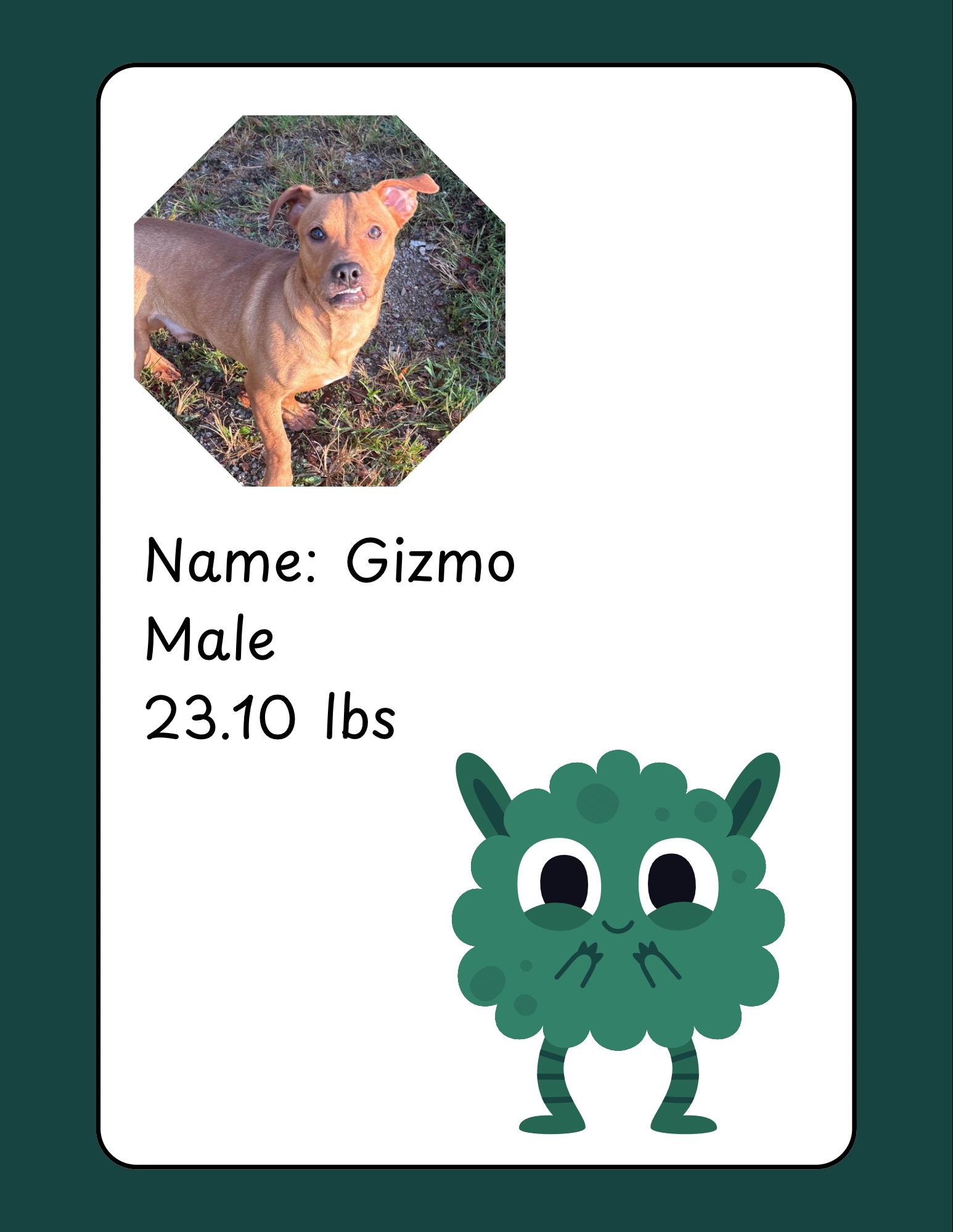 Enlarge Gizmo, a Adoptable mixed breed in McArthur, OH image 1/1