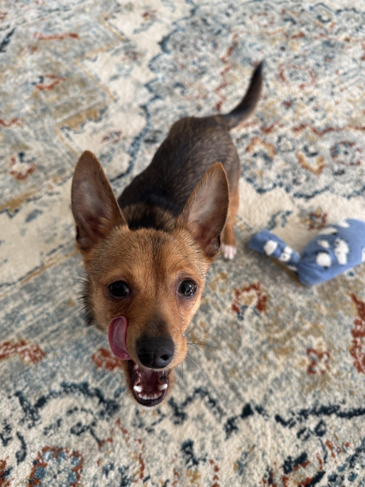 Enlarge Kikkoman, a ADOPTABLE mixed breed in Covington, WA image 4/6