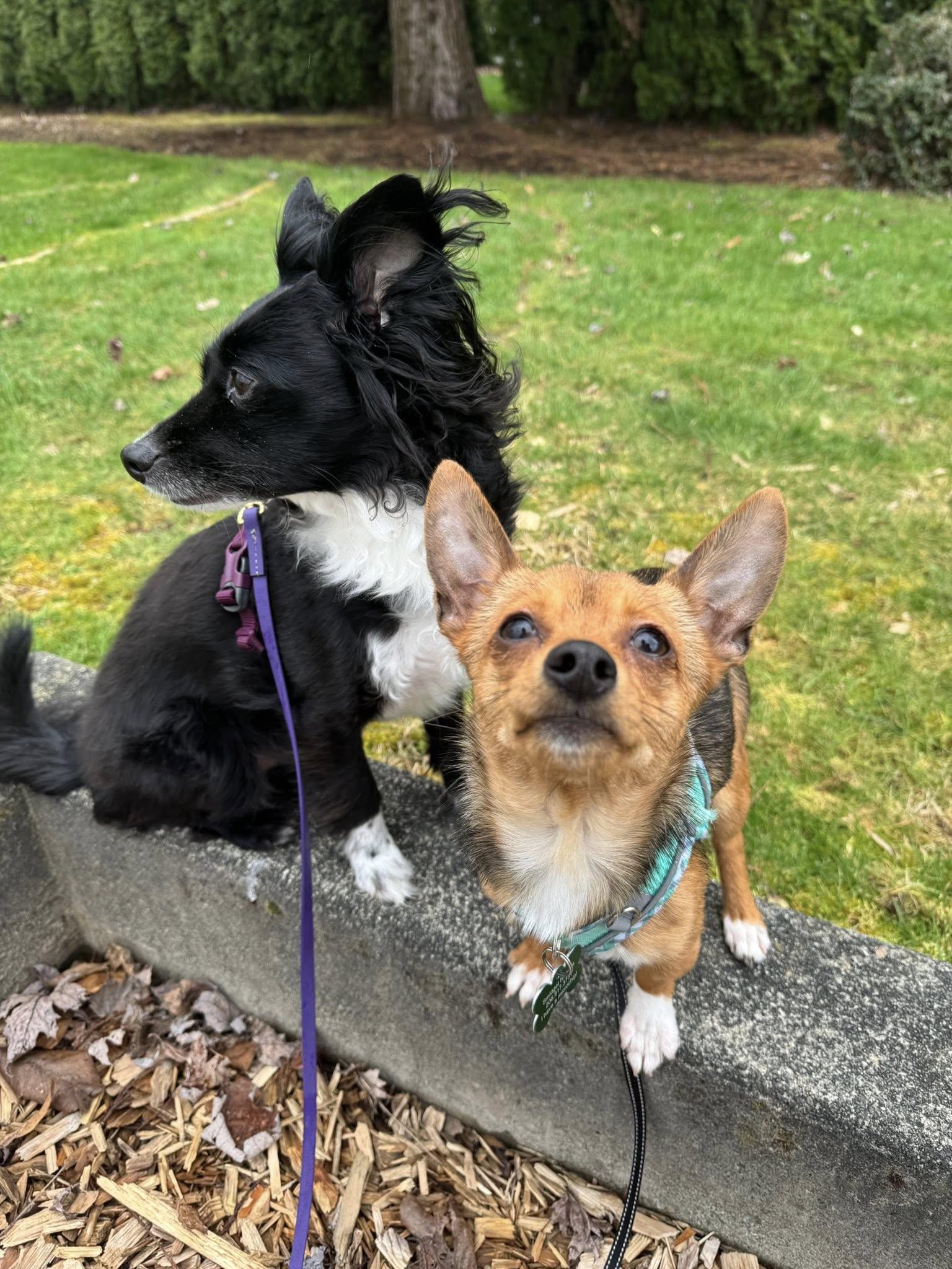 Enlarge Kikkoman, a ADOPTABLE mixed breed in Covington, WA image 5/6