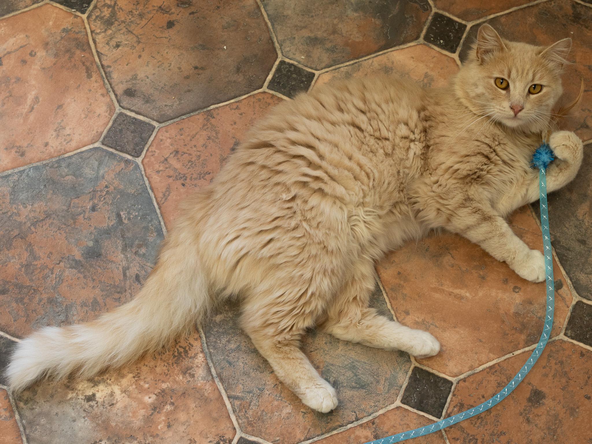 Franklin, a Adoptable mixed breed in Monroe, WA image 5/6