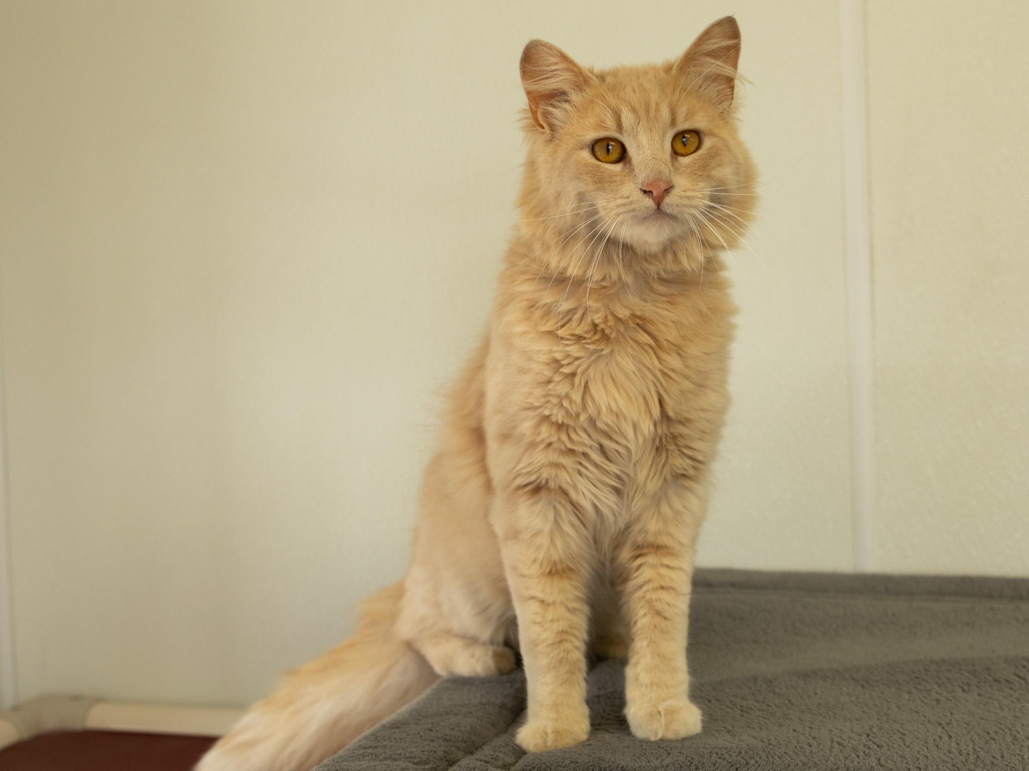 Franklin, a Adoptable mixed breed in Monroe, WA image 1/6