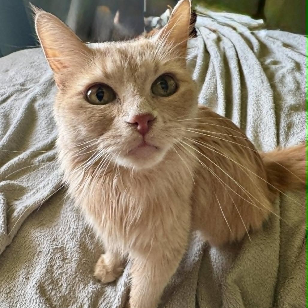 Enlarge Lady, a Adoptable Domestic Long Hair in Grantsville, UT image 1/1