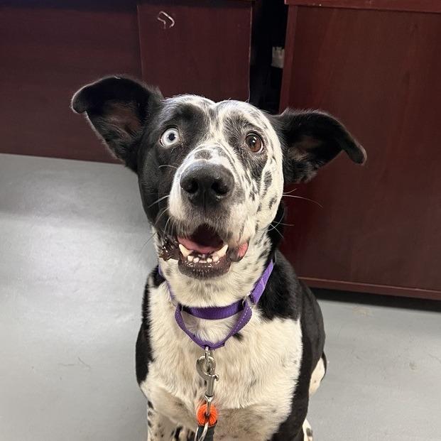 Enlarge Kaya, a Adoptable mixed breed in Tacoma, WA image 1/2
