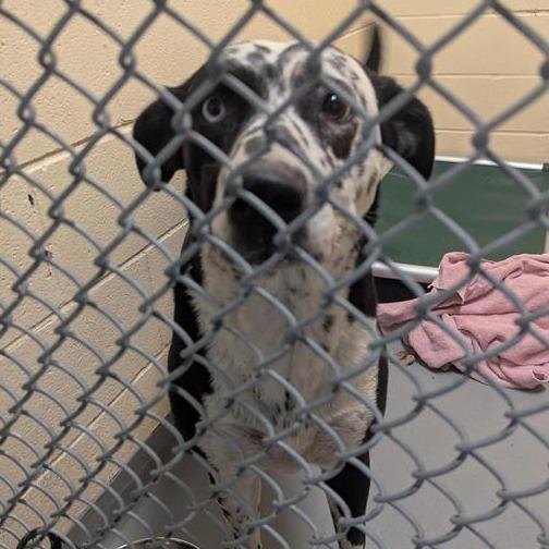 Enlarge Kaya, a Adoptable mixed breed in Tacoma, WA image 2/2
