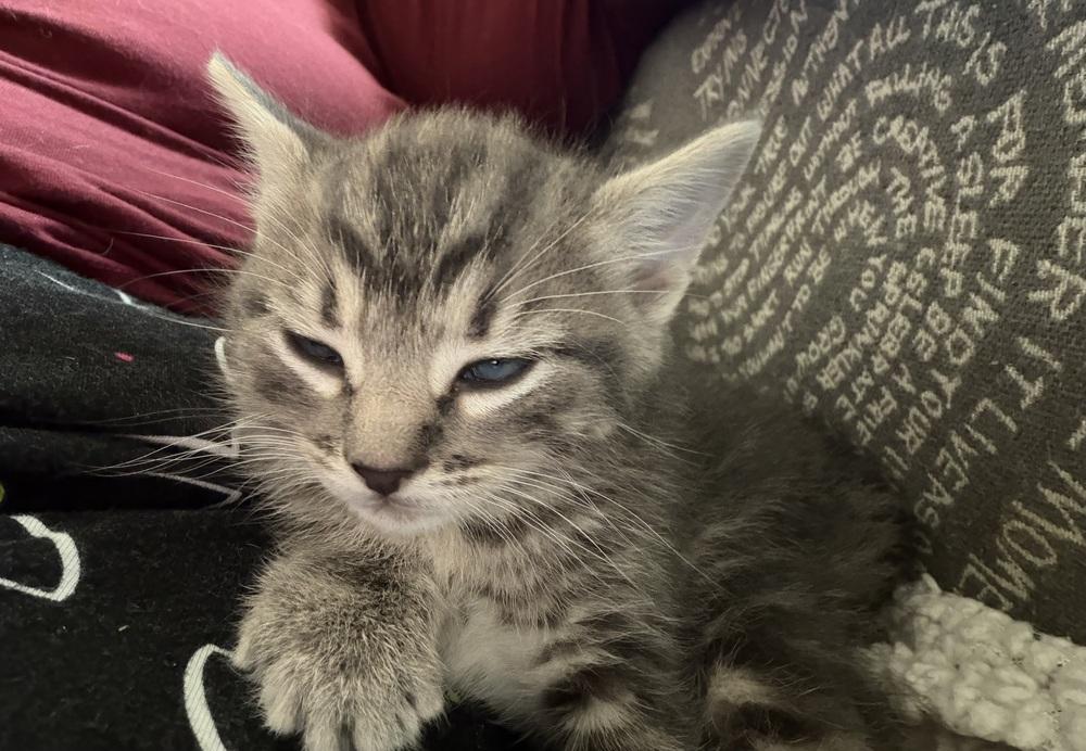 Rune, Adoptable, Kitten Male Tabby & Domestic Short Hair.