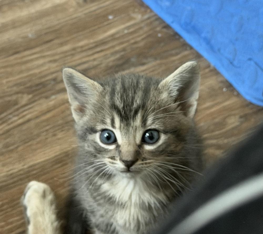 Rune, a Adoptable mixed breed in Richardson, TX image 2/6