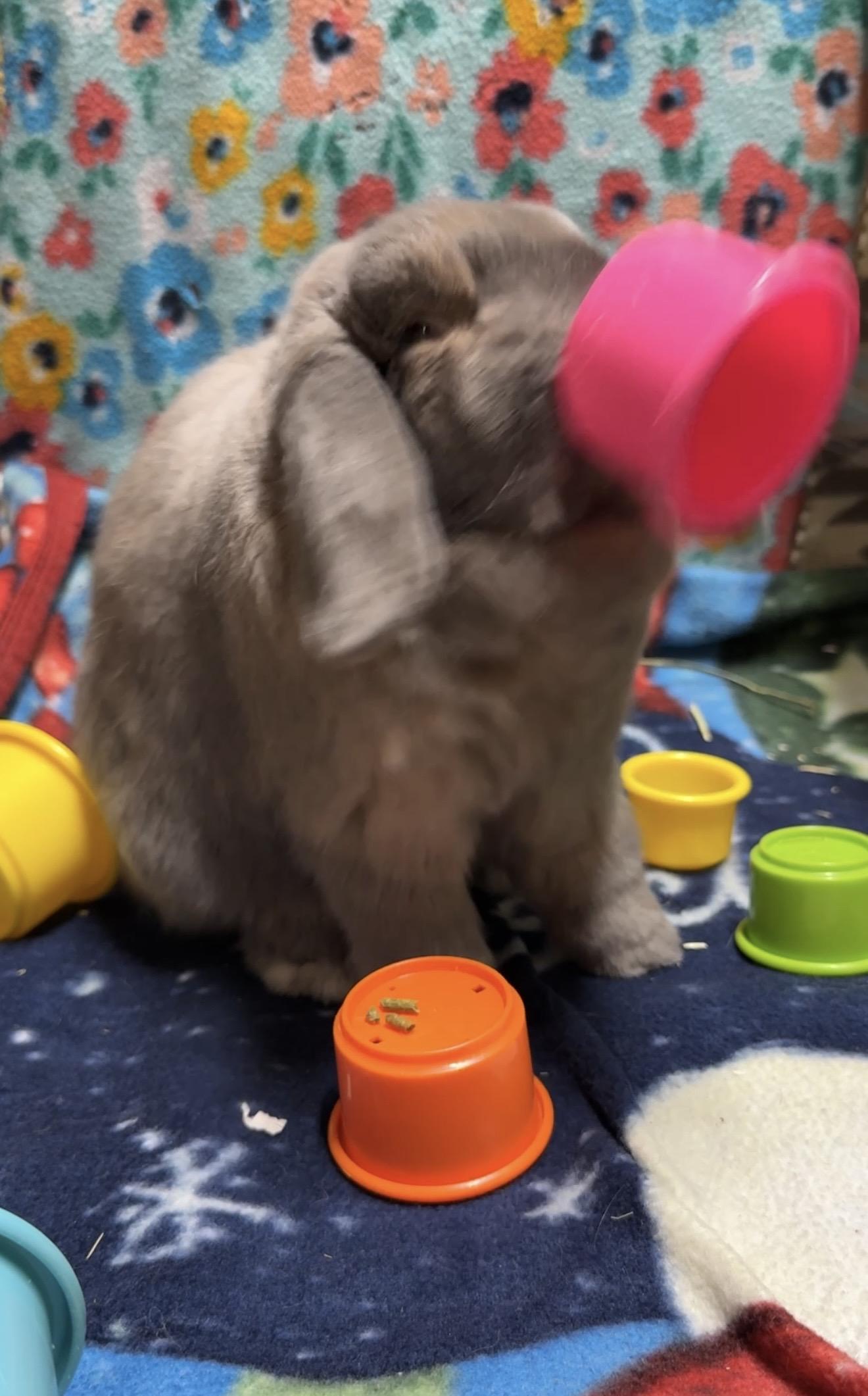 Enlarge Ellie, an adopted Holland Lop in Philadelphia, PA image 4/4