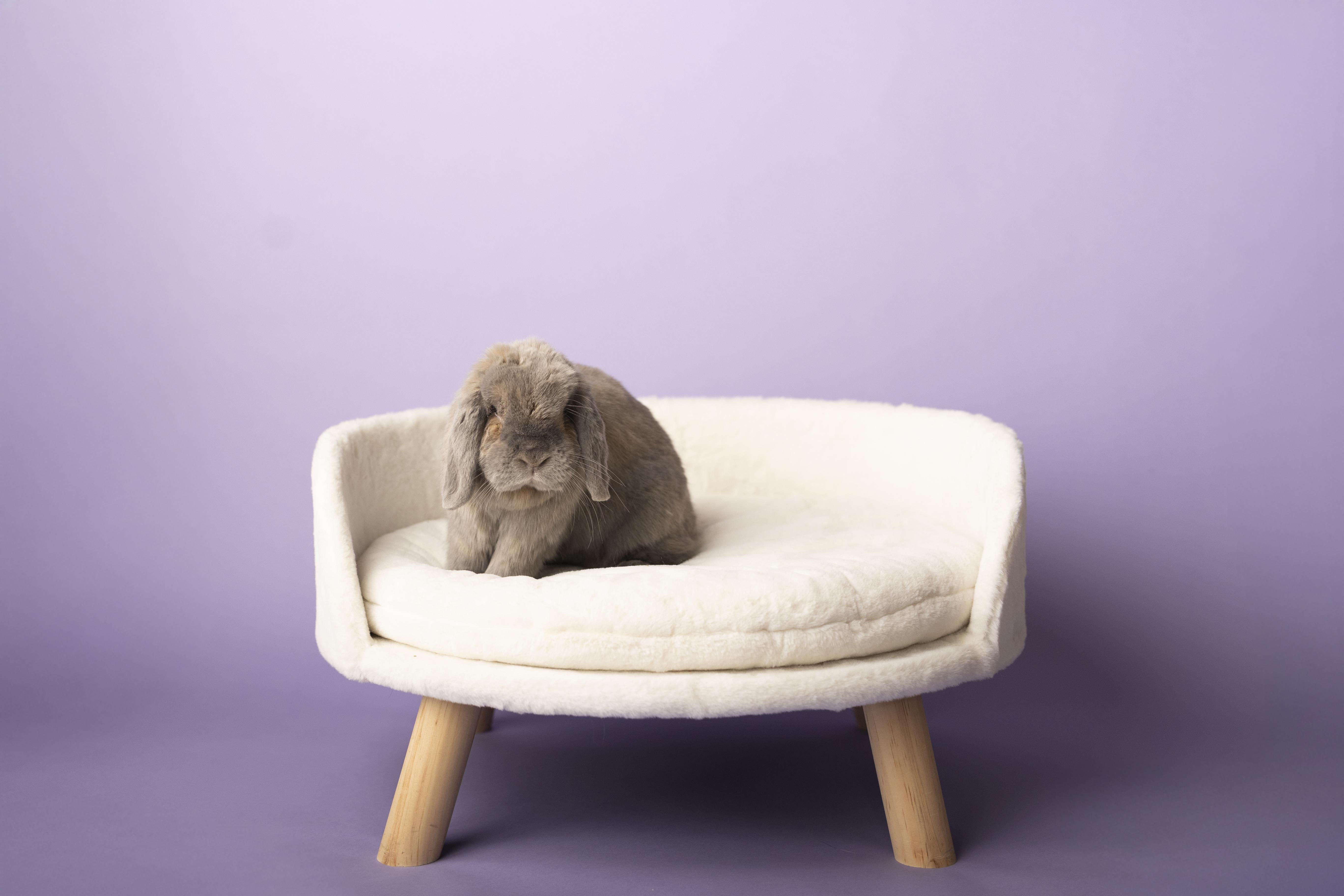 Enlarge Ellie, an adopted Holland Lop in Philadelphia, PA image 3/4