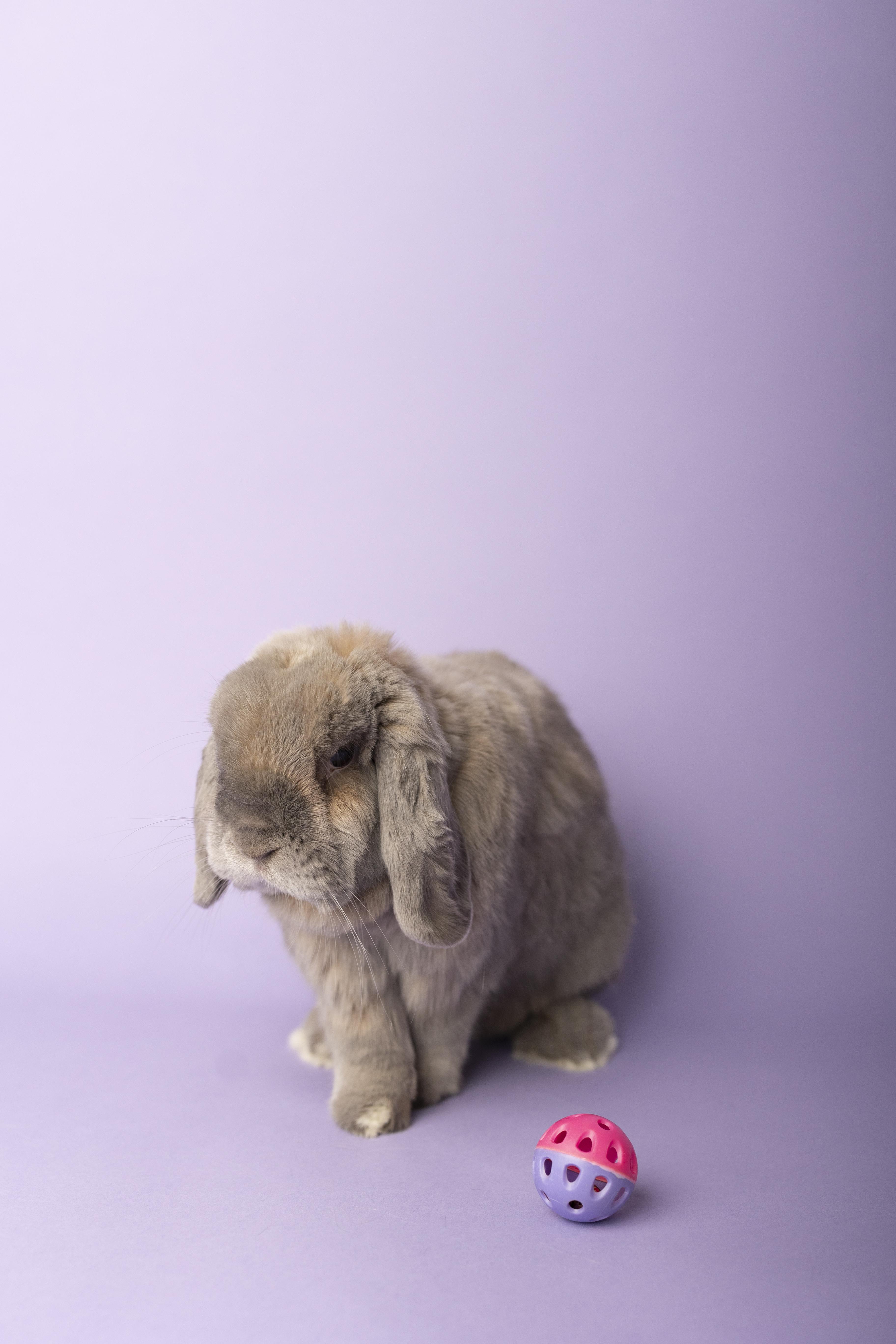 Enlarge Ellie, an adopted Holland Lop in Philadelphia, PA image 1/4
