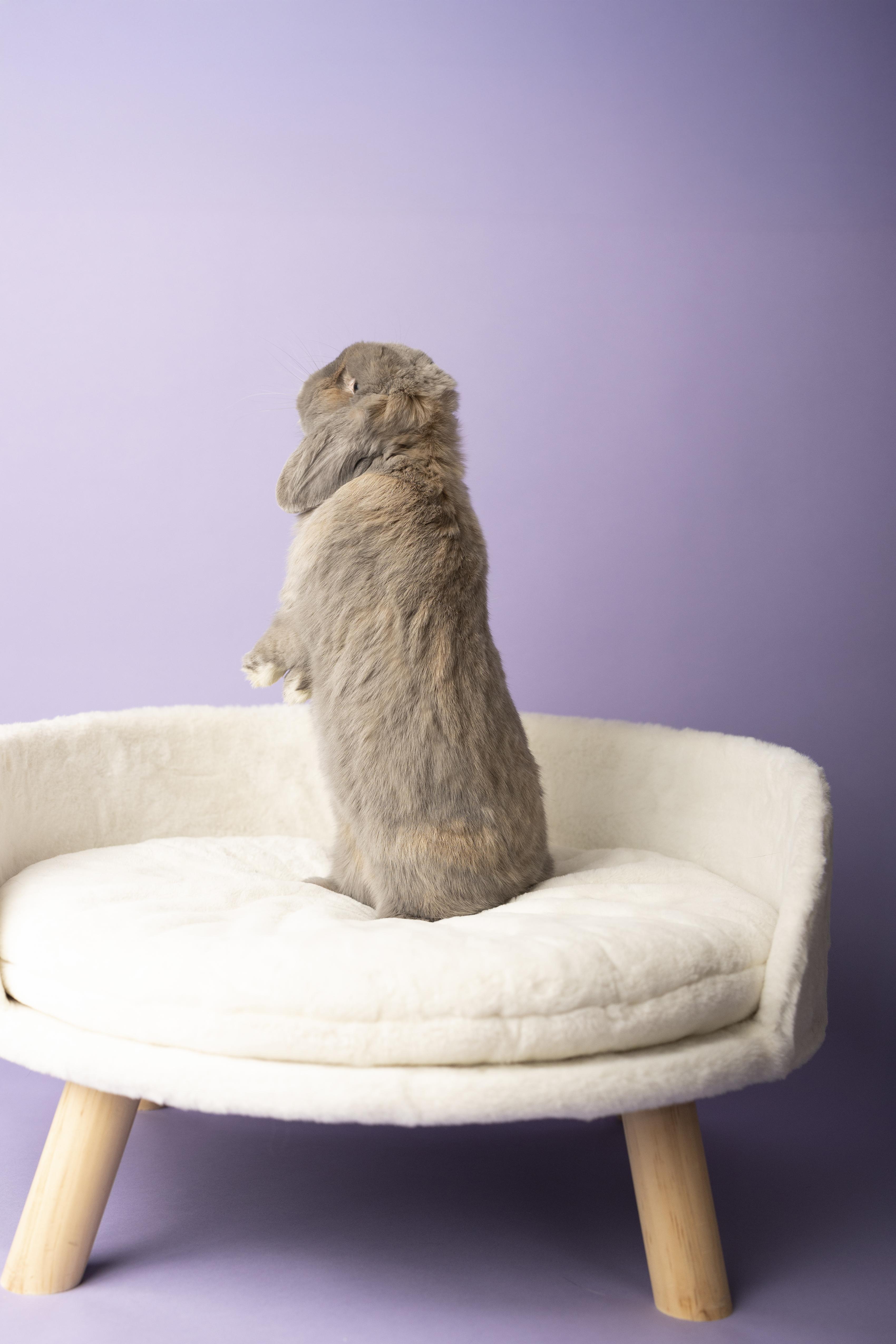 Enlarge Ellie, an adopted Holland Lop in Philadelphia, PA image 2/4