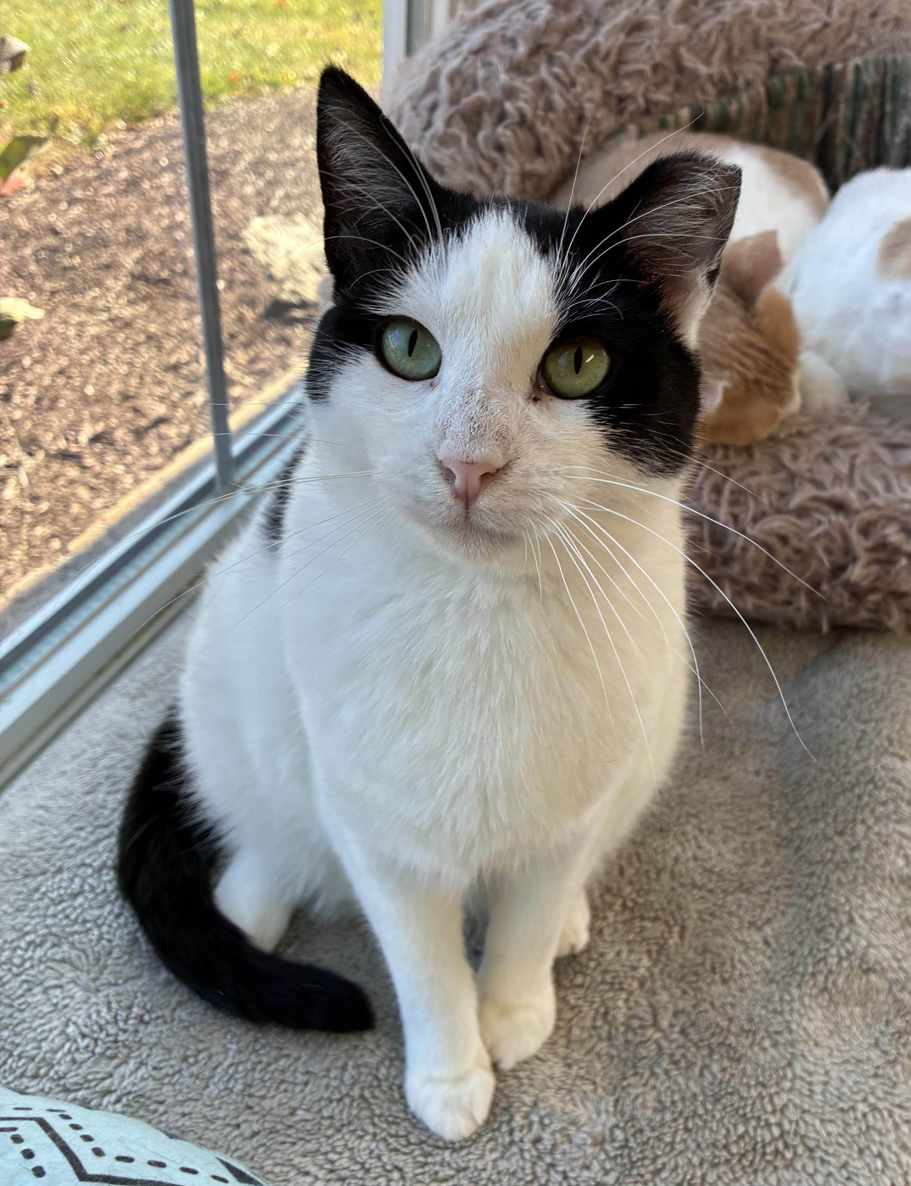 Sylvie, Adoptable, Young Female Domestic Short Hair.